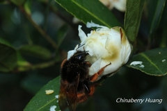 Bombus bicoloratus