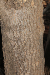 Capparis loranthifolia