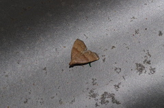 Polypogon ryukyuensis