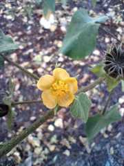 Abutilon dugesii