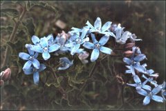 Oxypetalum coeruleum