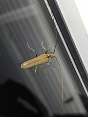 Uracanthus maleficus