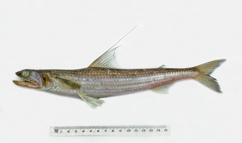 Filamentosus saury (Saurida filamentosa) — Synodontidae — 4