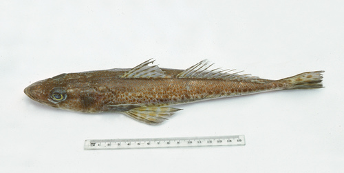 Deep sea flathead (Platycephalus richardsoni) — Platycephalidae — 2