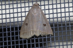 Bocula caradrinoides
