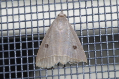 Bocula caradrinoides