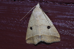 Bocula caradrinoides