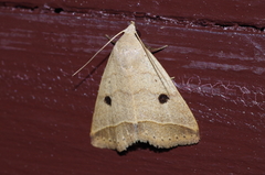 Bocula caradrinoides