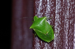 Vitellus orientalis
