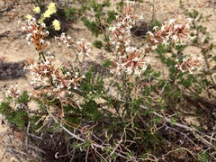 Lysinema ciliatum