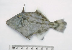 Paramonacanthus lowei