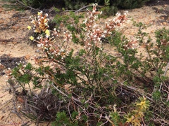 Lysinema ciliatum