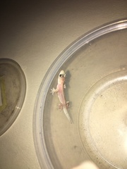 Lepidodactylus lugubris