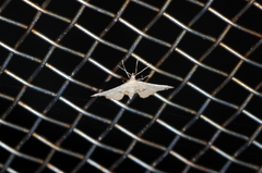 Pharambara splendida