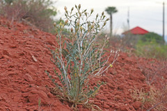 Mentzelia integra