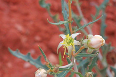 Mentzelia integra