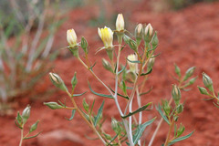 Mentzelia integra