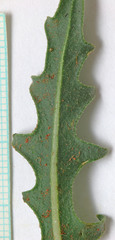 Mentzelia integra