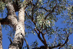 Corymbia terminalis