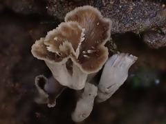 Craterellus undulatus