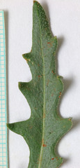 Mentzelia integra