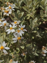 Olearia moschata