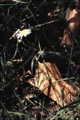 Brachyscome basaltica