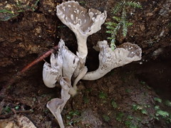 Craterellus undulatus