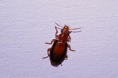 Parena nigrolineata