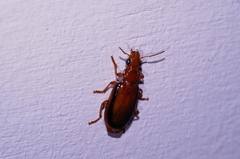 Parena nigrolineata