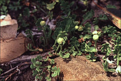 Leptinella longipes