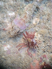 Lebbeus lagunae