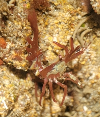 Lebbeus lagunae