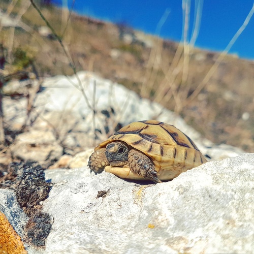 Greek Tortoise