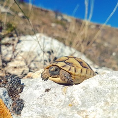 Spur-Thighed Tortoise photo 4