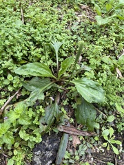 Plantago asiatica