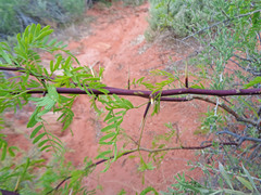 Prosopis pubescens
