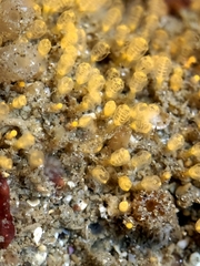 Pycnoclavella stanleyi