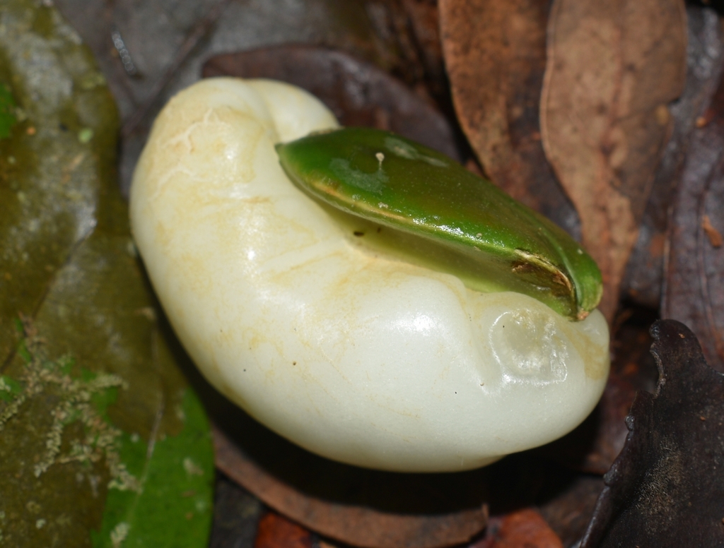 Buff beech (Irvingbaileya australis)