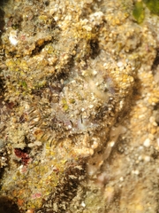 Placiphorella velata