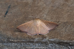 Banisia