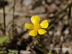 Ranunculus formosa-montanus