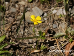 Ranunculus formosa-montanus