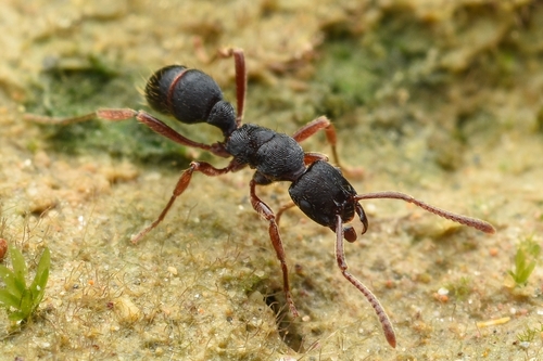 Holcoponera ammophila · iNaturalist