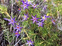 Calectasia cyanea