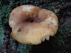 Russula neerimea