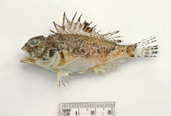 Maxillicosta whitleyi