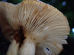 Russula neerimea