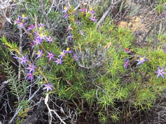 Calectasia cyanea