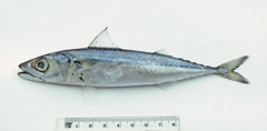Scomber australasicus